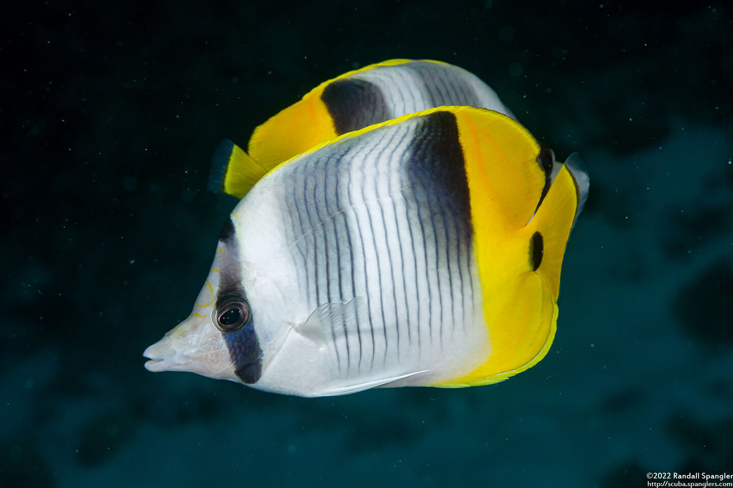 Chaetodon ulietensis (Pacific Double-Saddle Butterflyfish)