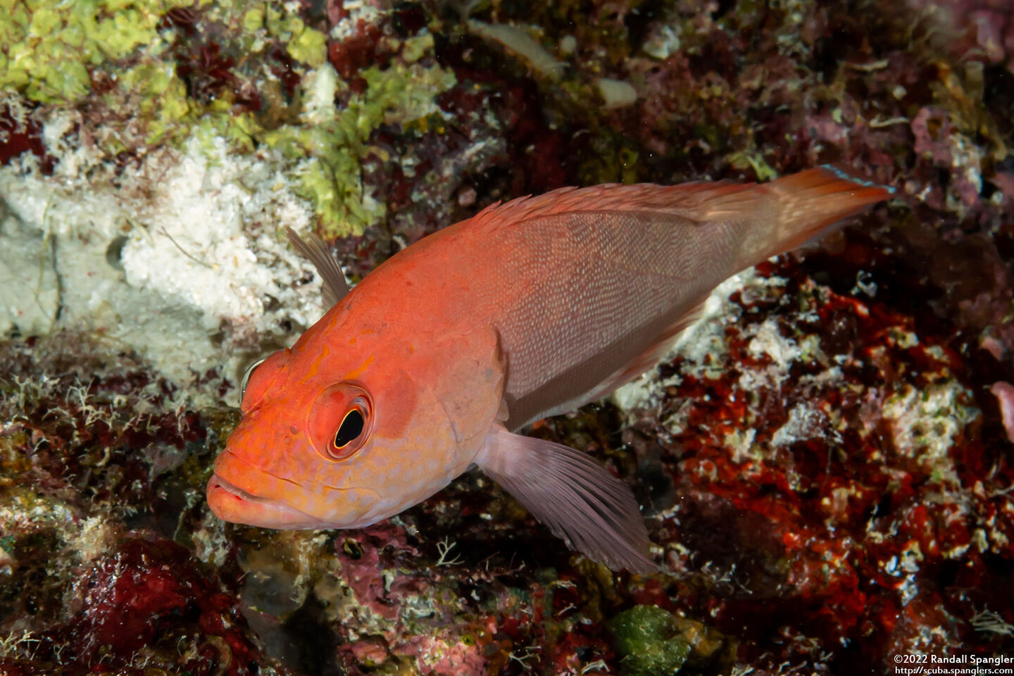 Cephalopholis spiloparaea (Strawberry Grouper)
