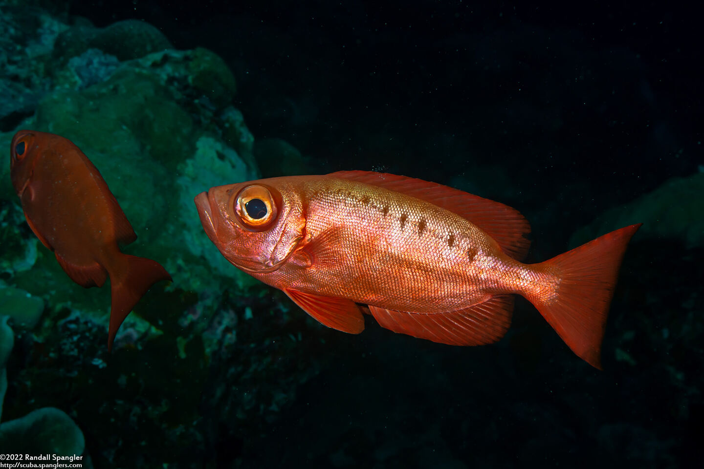Priacanthus hamrur (Crescent-Tail Bigeye)