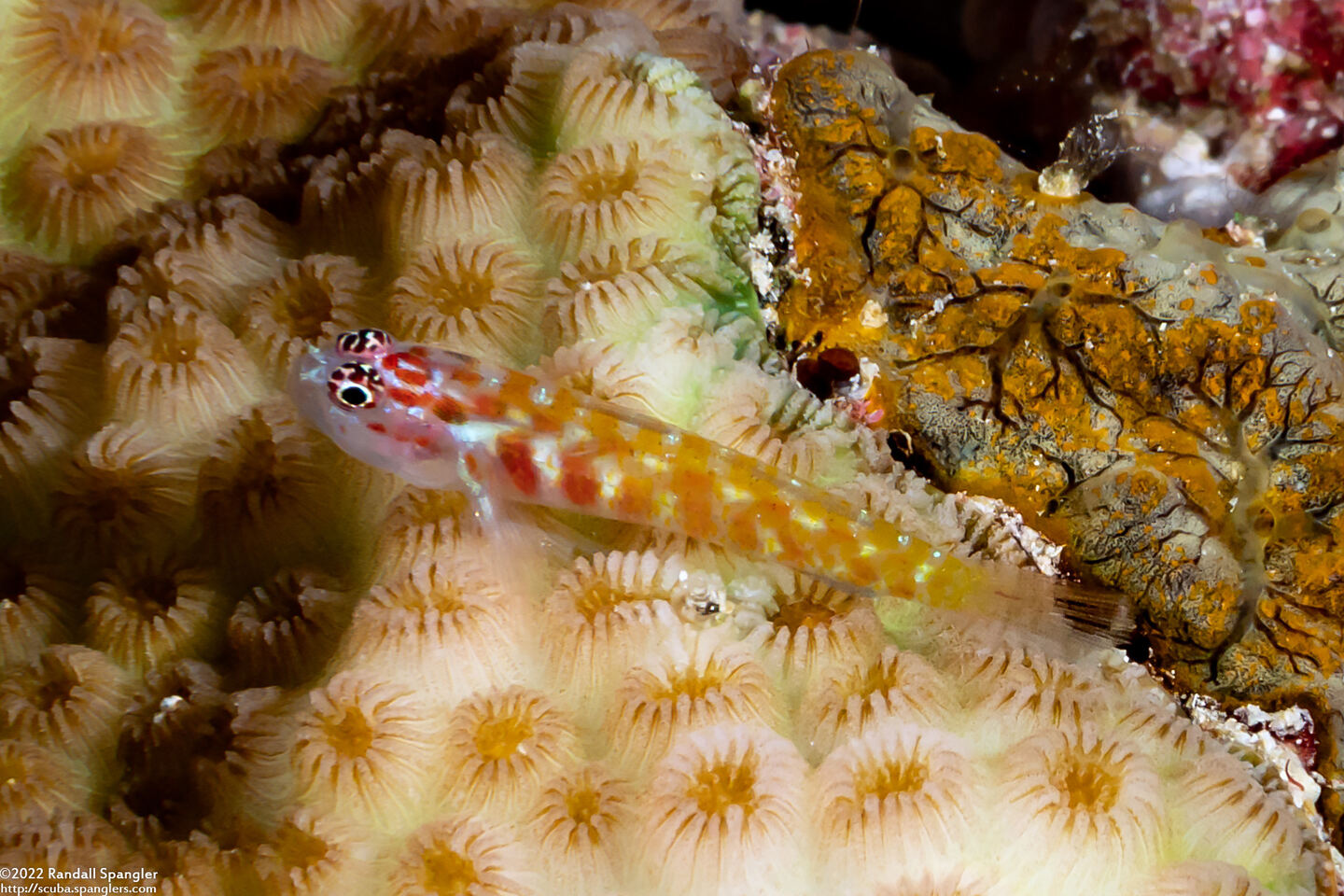 Eviota melasma (Melasma Dwarfgoby)