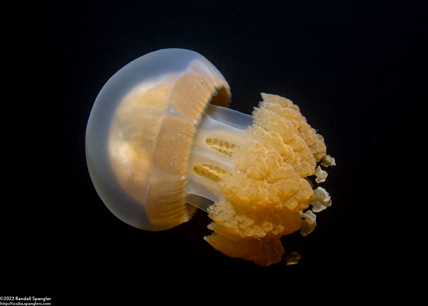 Mastigias papua etpisoni (Golden Jellyfish)
