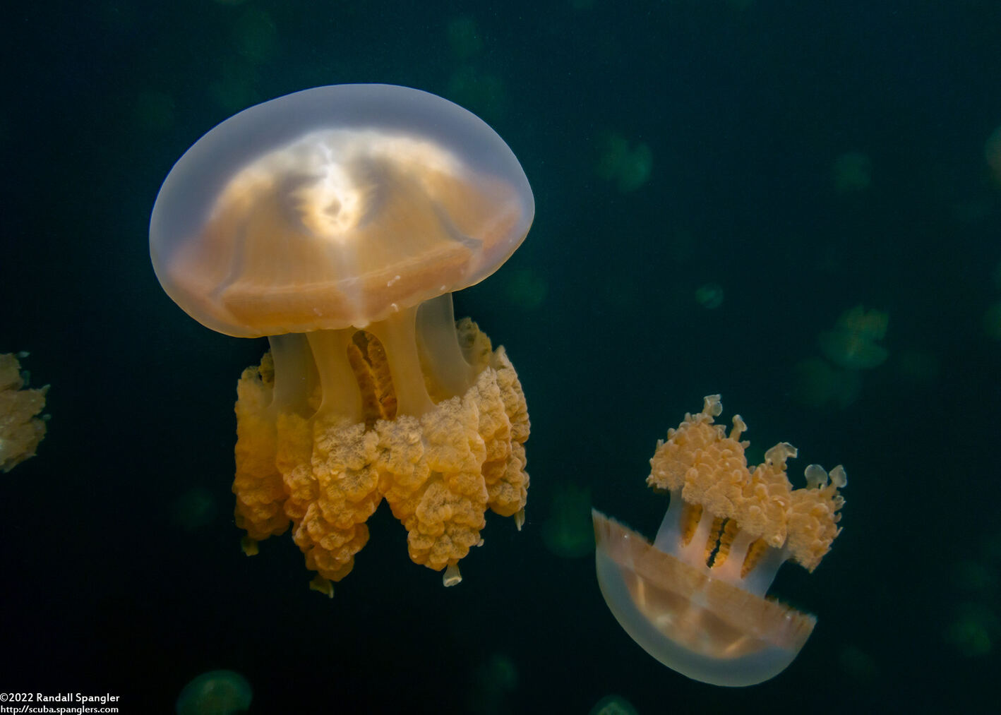 Mastigias papua etpisoni (Golden Jellyfish)
