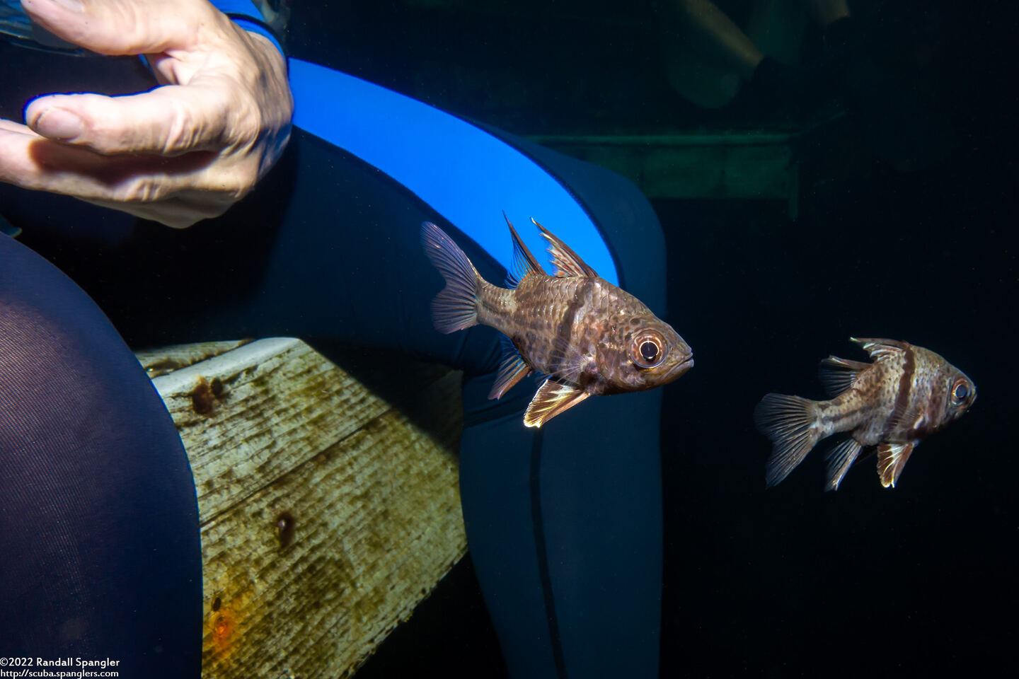 Sphaeramia orbicularis (Orbicular Cardinalfish); Hanging out with my wife at Jellyfish Lake