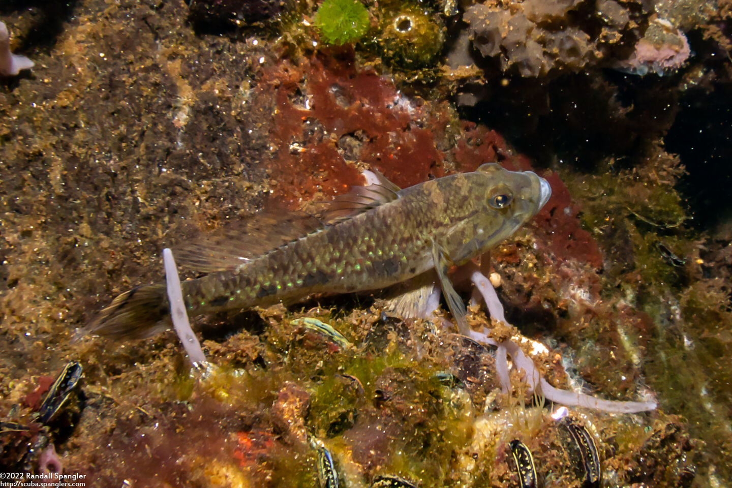 Acentrogobius janthinopterus (Robust Mangrove Goby)