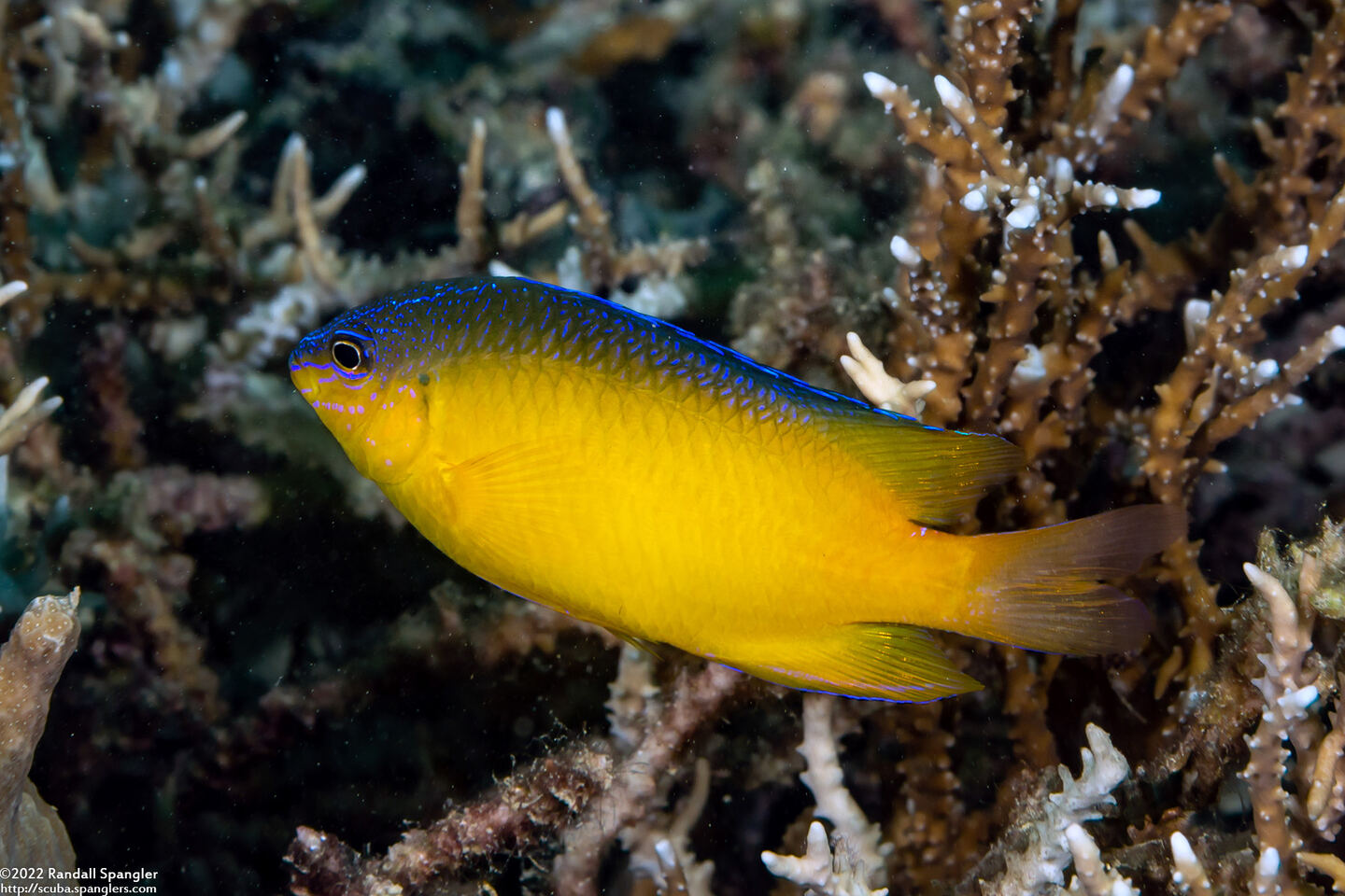Pomacentrus simsiang (Blueback Damsel)