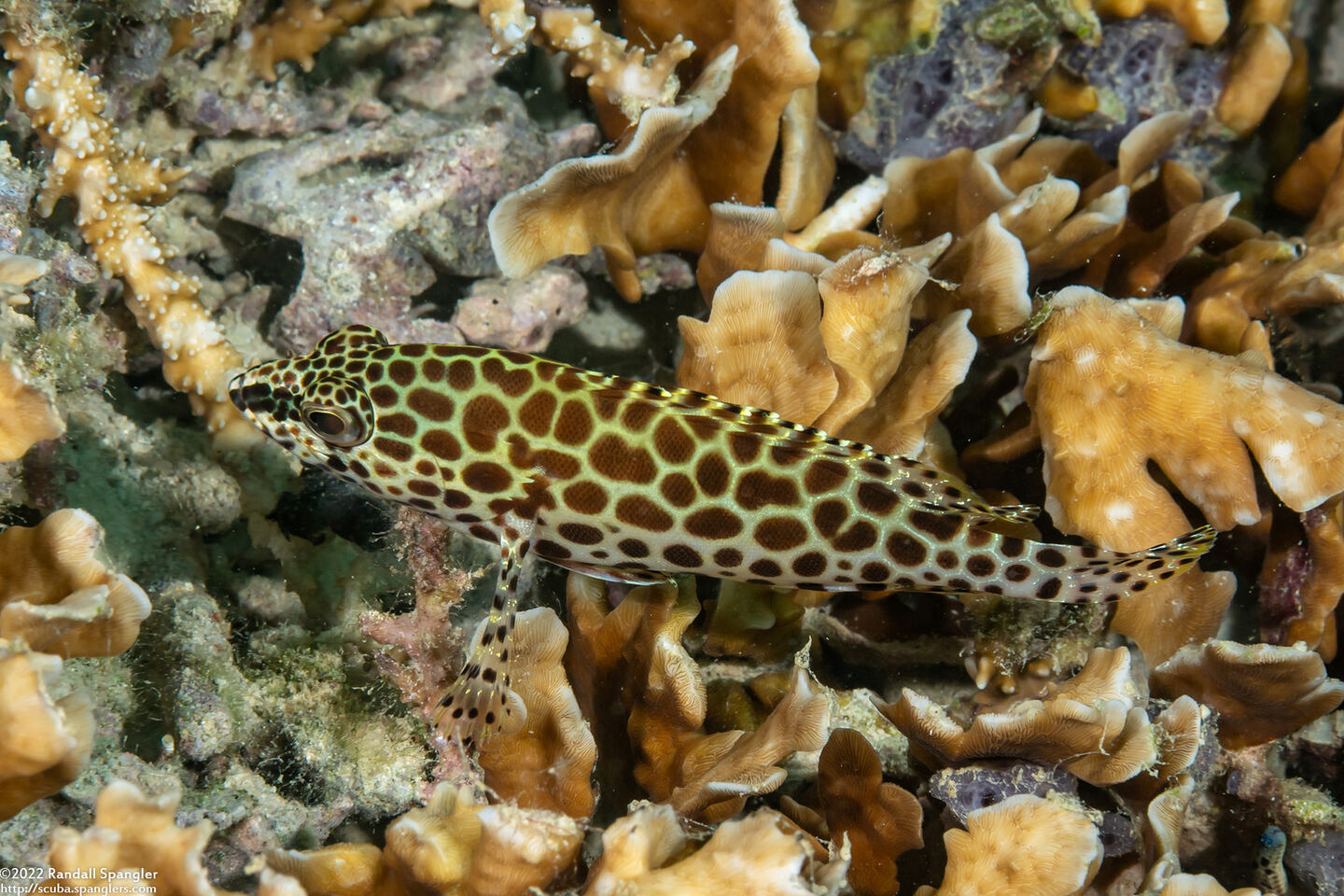Epinephelus quoyanus (Longfin Grouper)