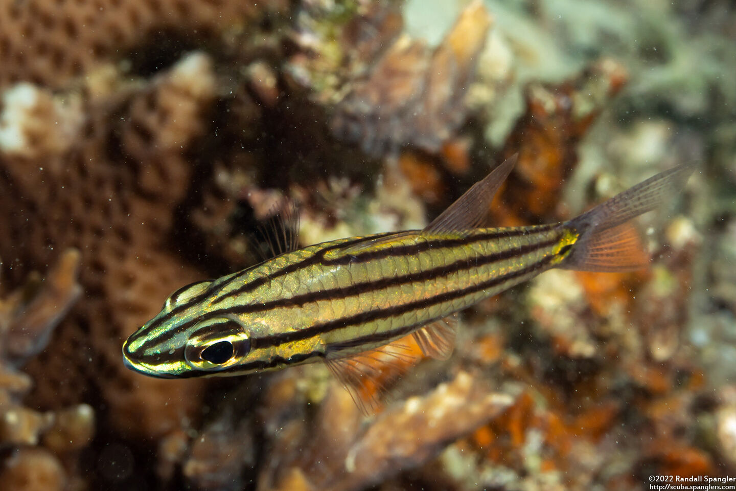 Cheilodipterus quinquelineatus (Fivelined Cardinalfish)