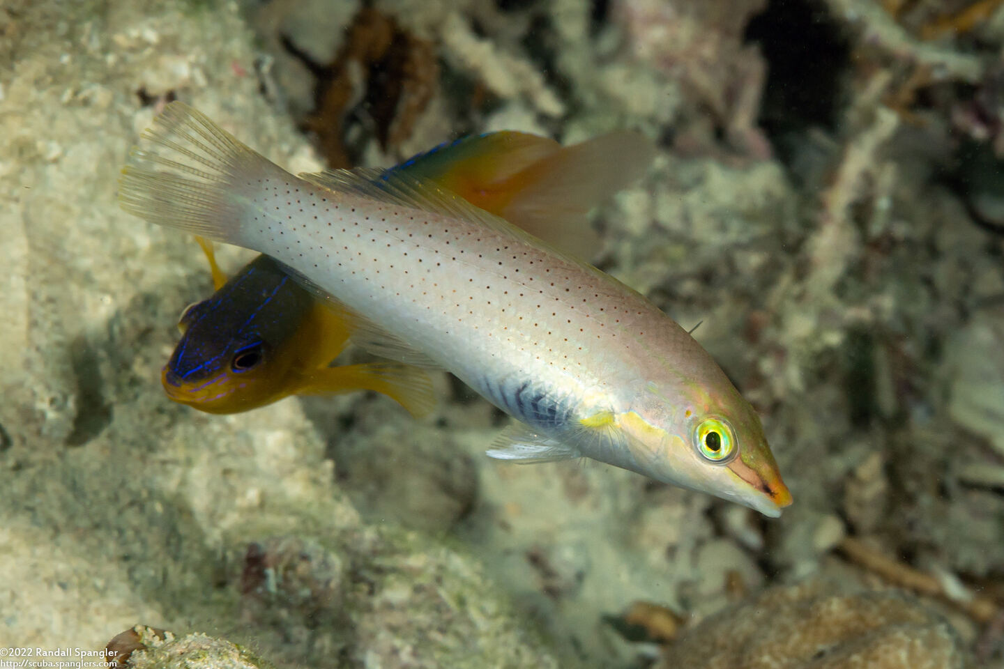Halichoeres chloropterus (Pastel-Green Wrasse)