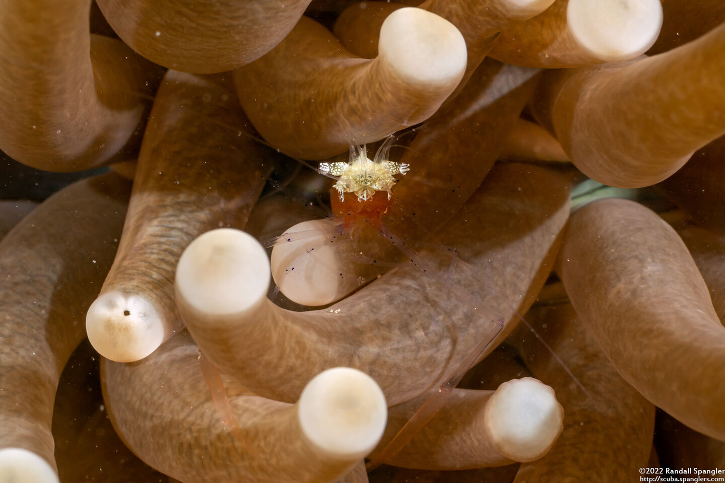 Cuapetes kororensis (Mushroom Coral Shrimp)