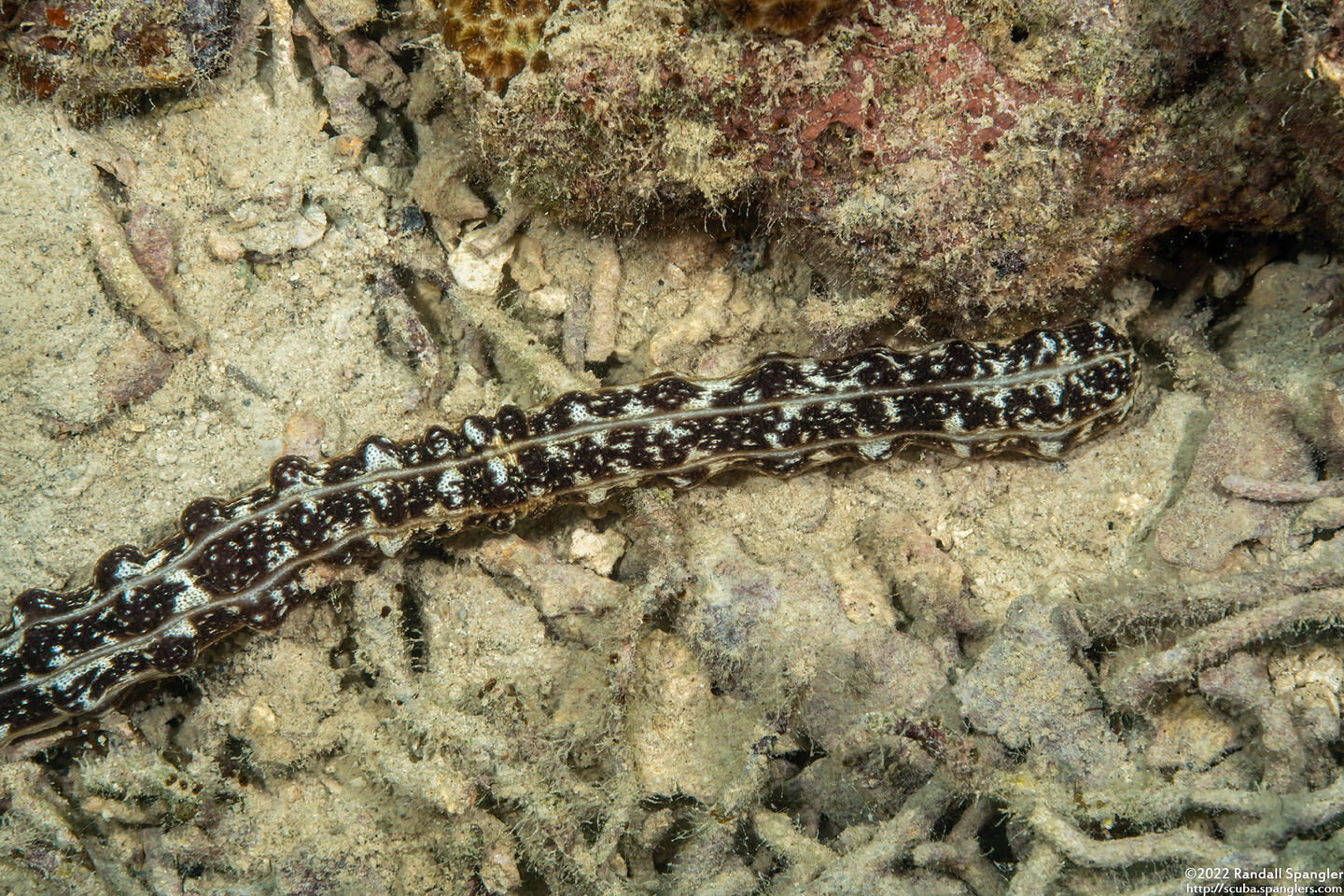 Opheodesoma grisea (Serpent Sea Cucumber)