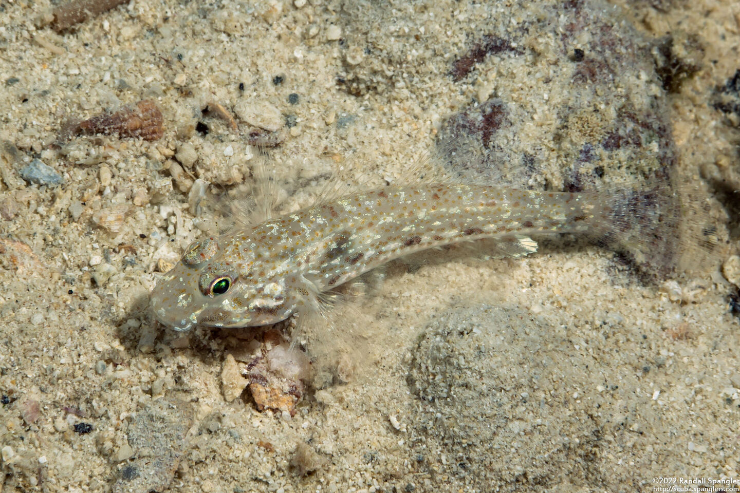Istigobius decoratus (Decorated Sandgoby)