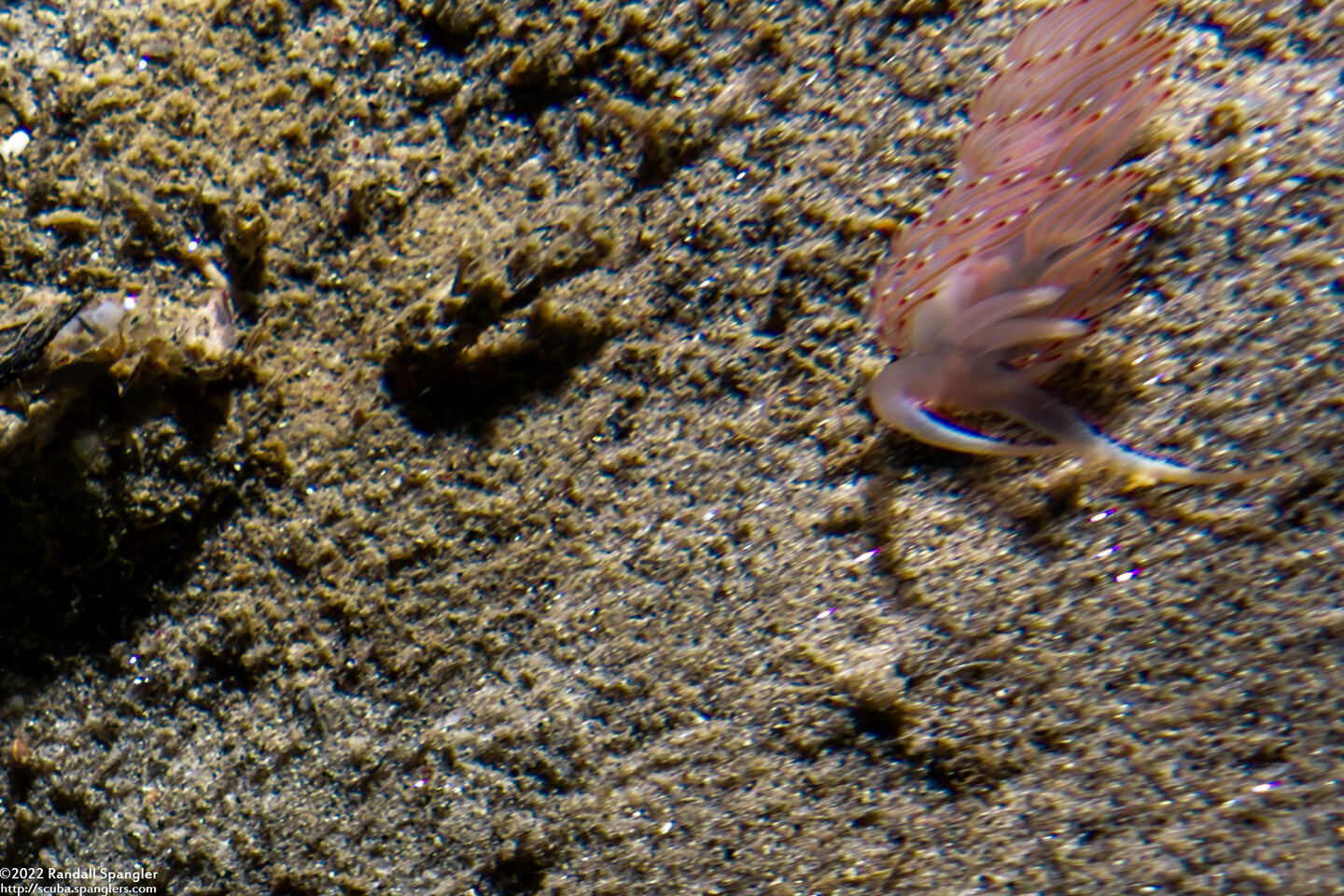 Coryphella verrucosa (Red-Fingered Coryphella)