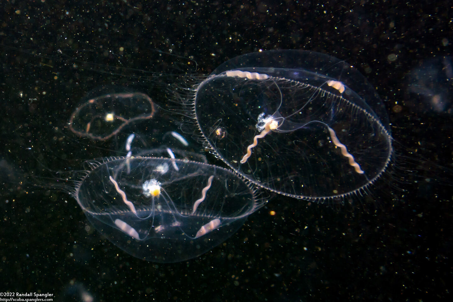 Mitrocoma cellularia (Cross Jelly)
