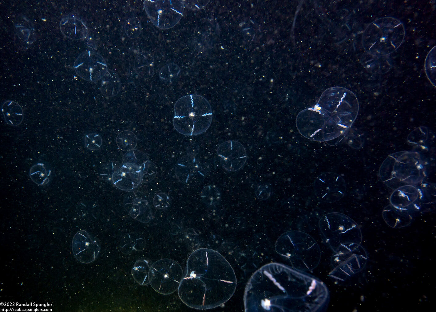 Mitrocoma cellularia (Cross Jelly); Big swarm of jellies