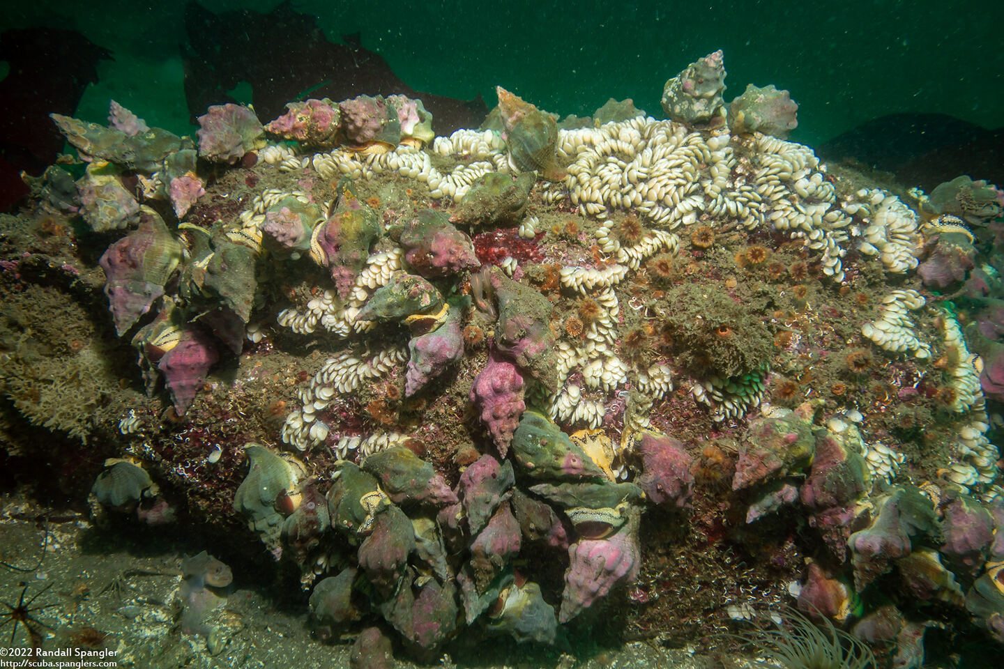 Kelletia kelletii (Kellet's Whelk)