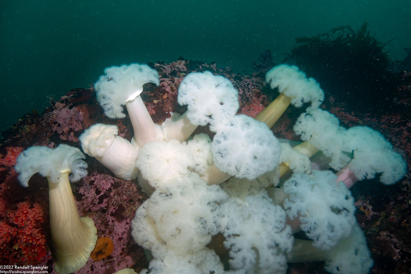 Metridium farcimen (White-Plumed Anemone)
