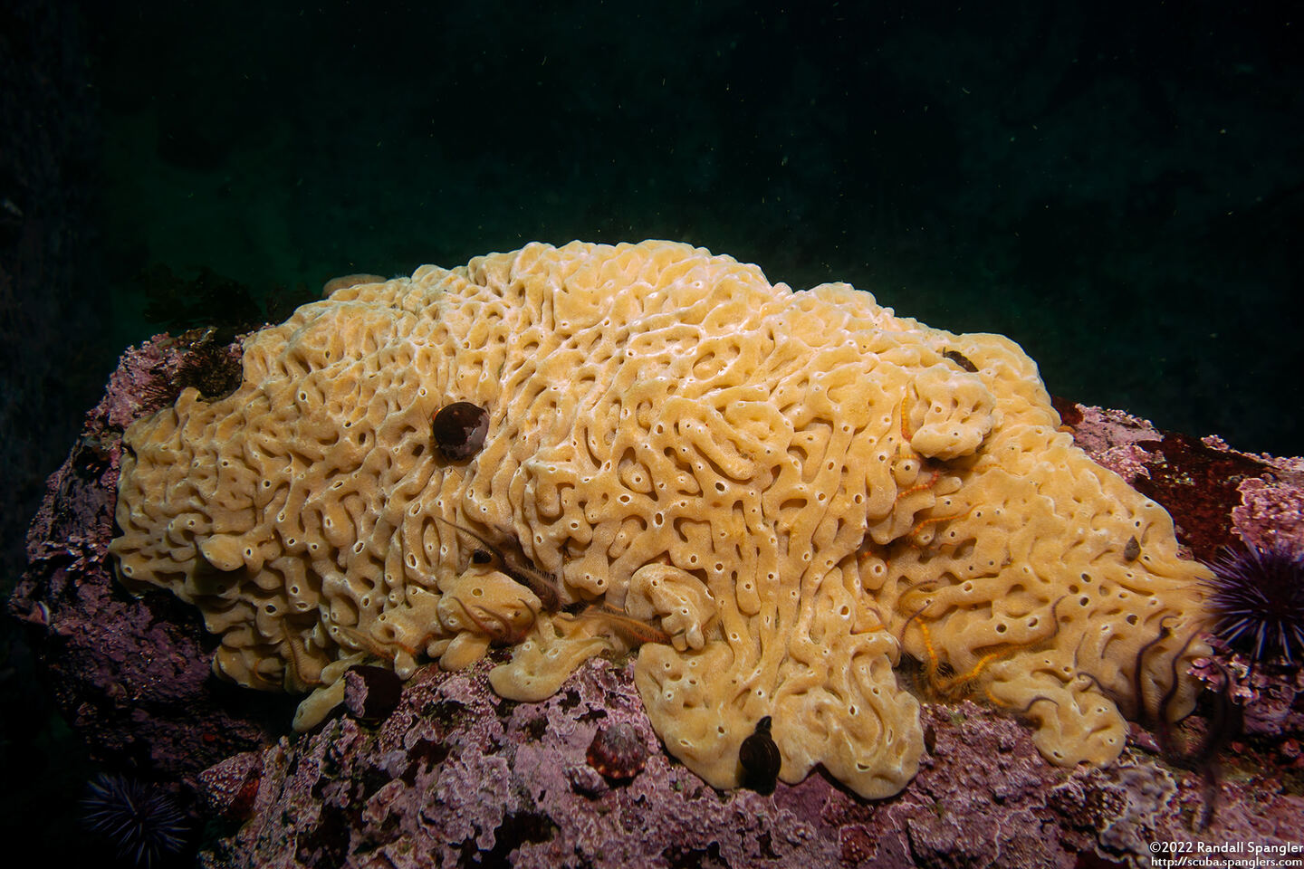 Didemnum sp.9 (Didemnum sp.9)