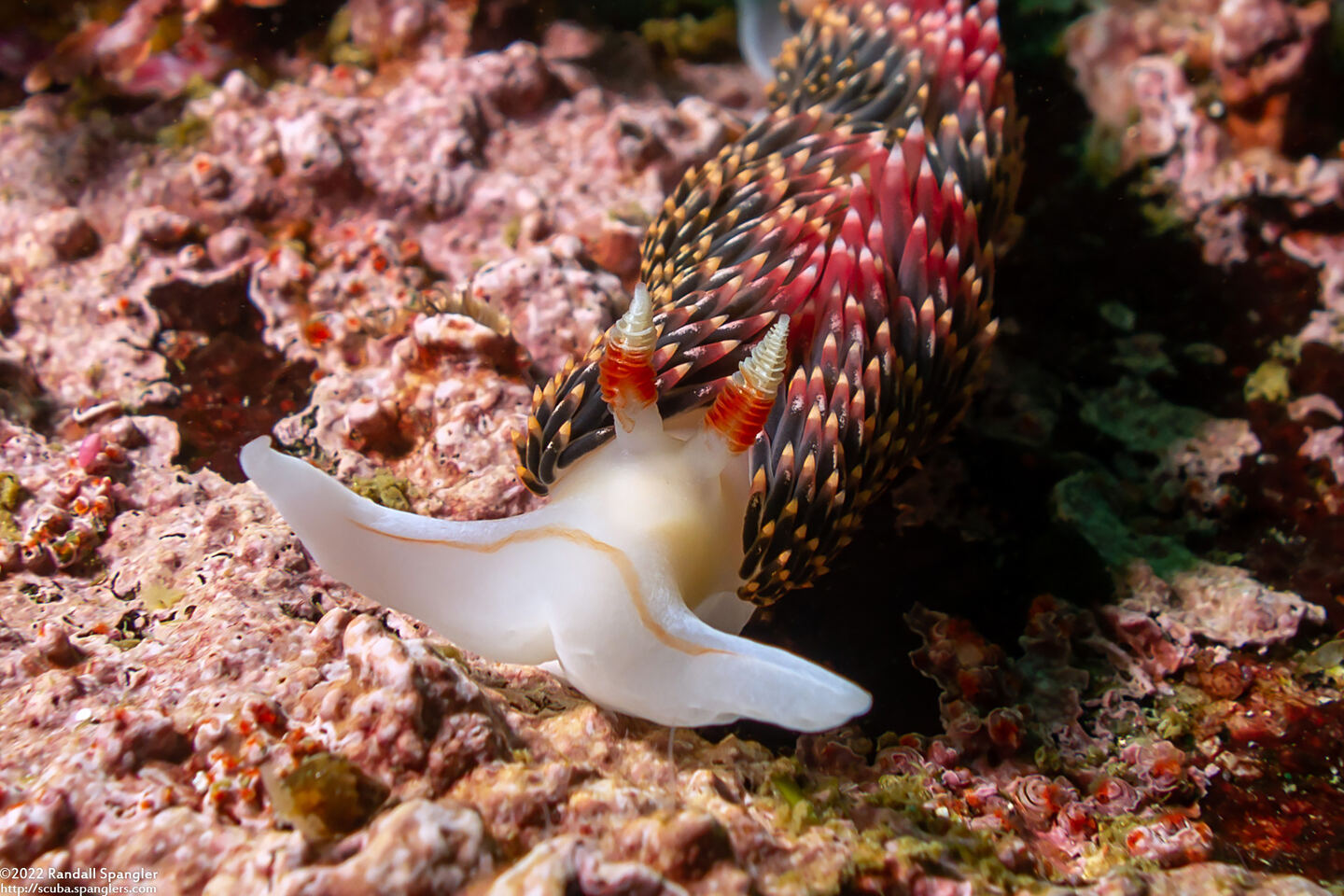 Phidiana hiltoni (Hilton's Aeolid)