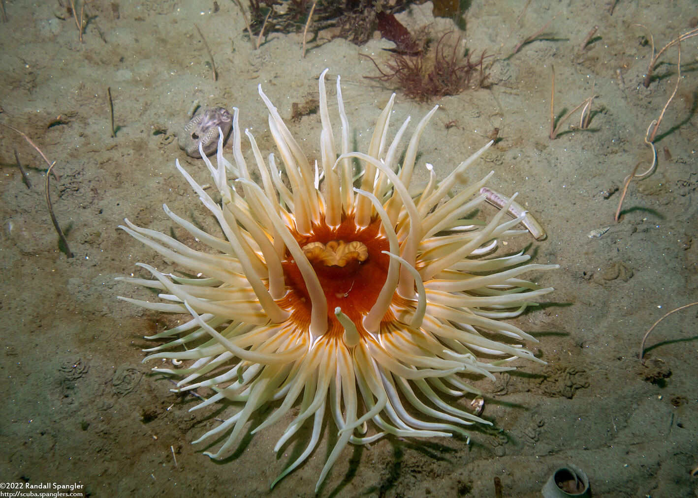 Urticina columbiana (Sand-Rose Anemone)