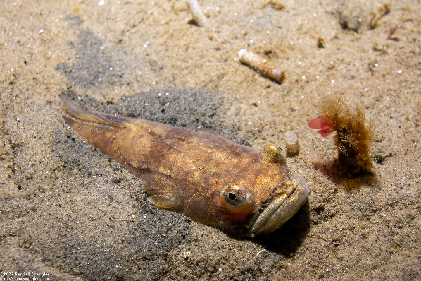 Porichthys notatus (Plainfin Midshipman)