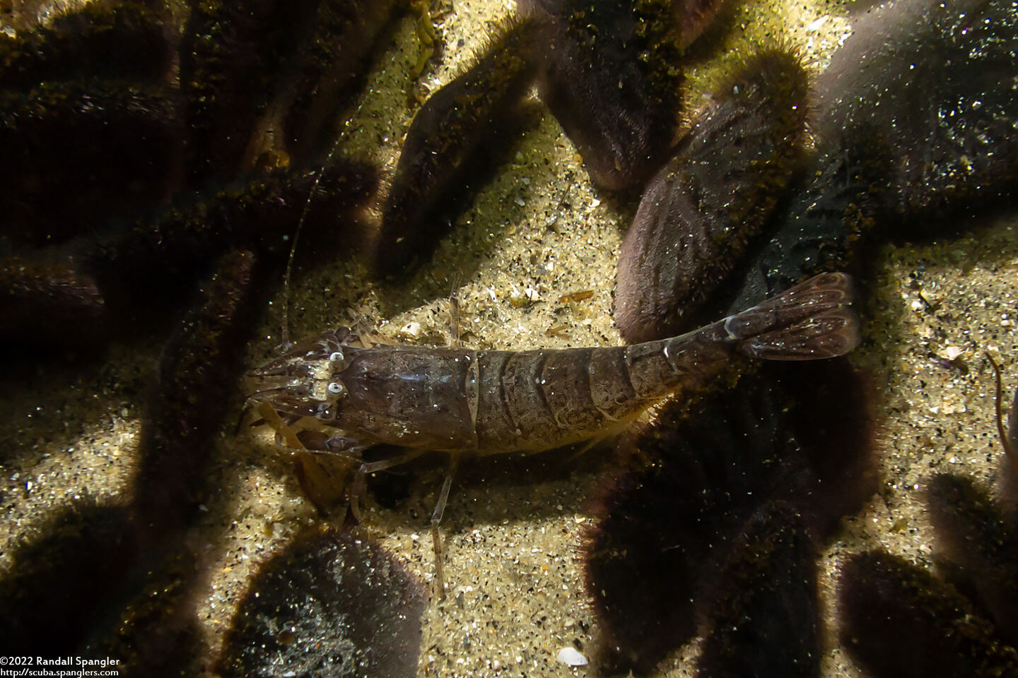 Crangon nigricauda (Blacktail Shrimp)