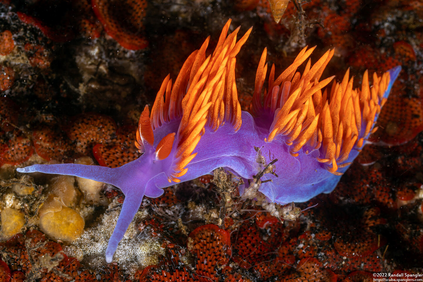 Flabellinopsis iodinea (Spanish Shawl)