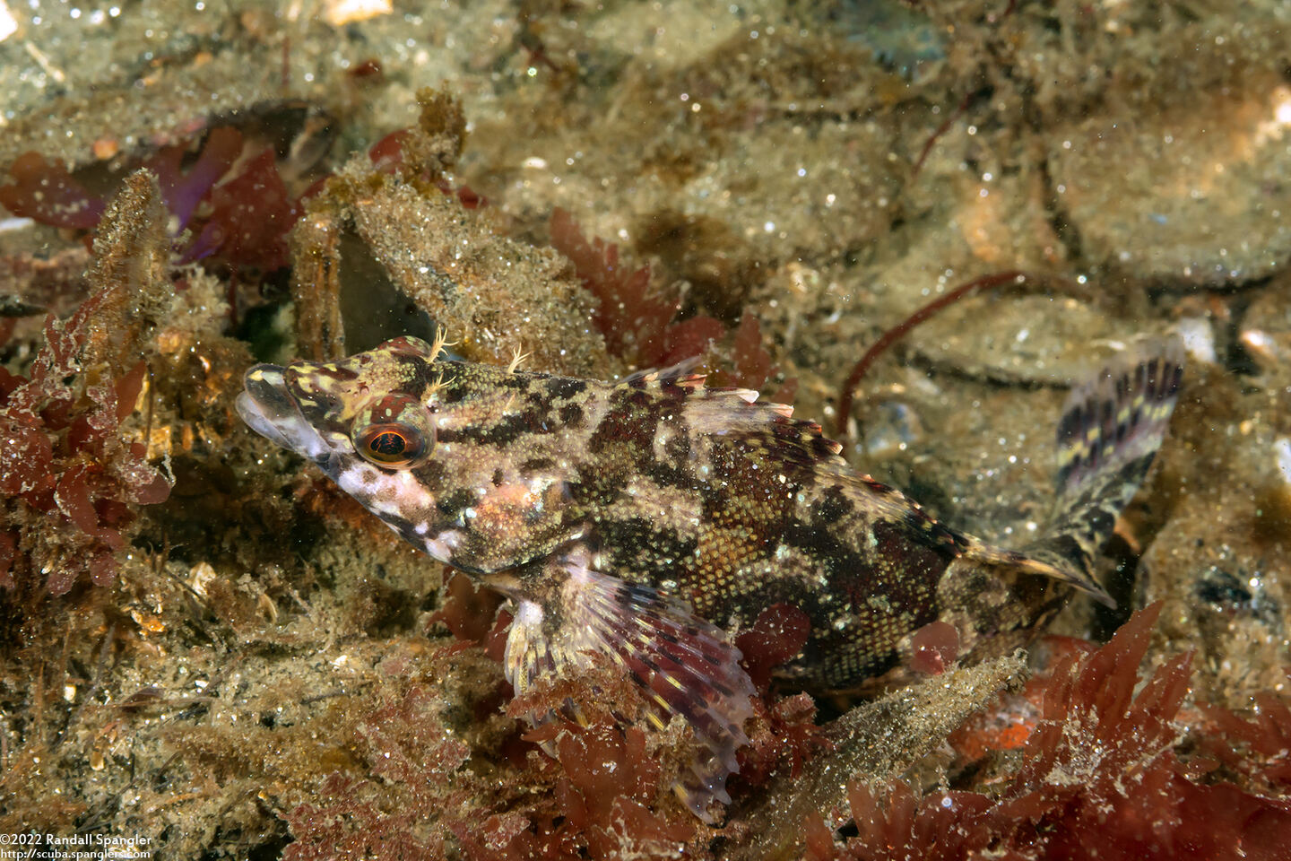 Oxylebius pictus (Painted Greenling)