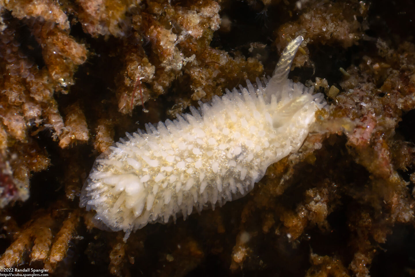 Diaphorodoris lirulatocauda (Ridge-Tailed Dorid)