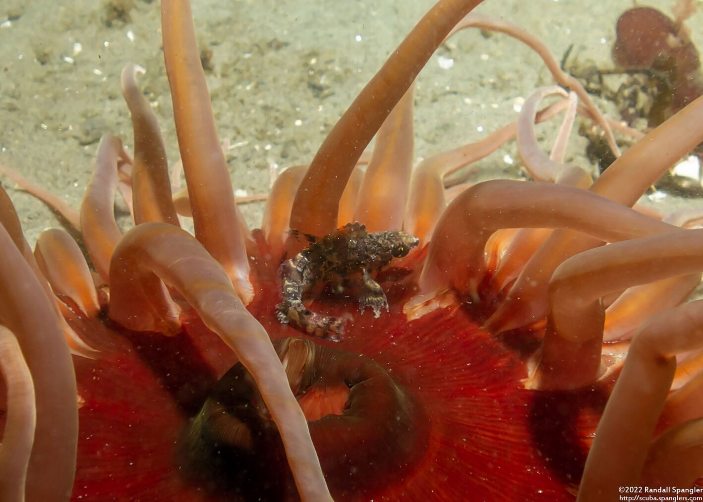 Oxylebius pictus (Painted Greenling); Tiny juvenile in a sand rose anemone