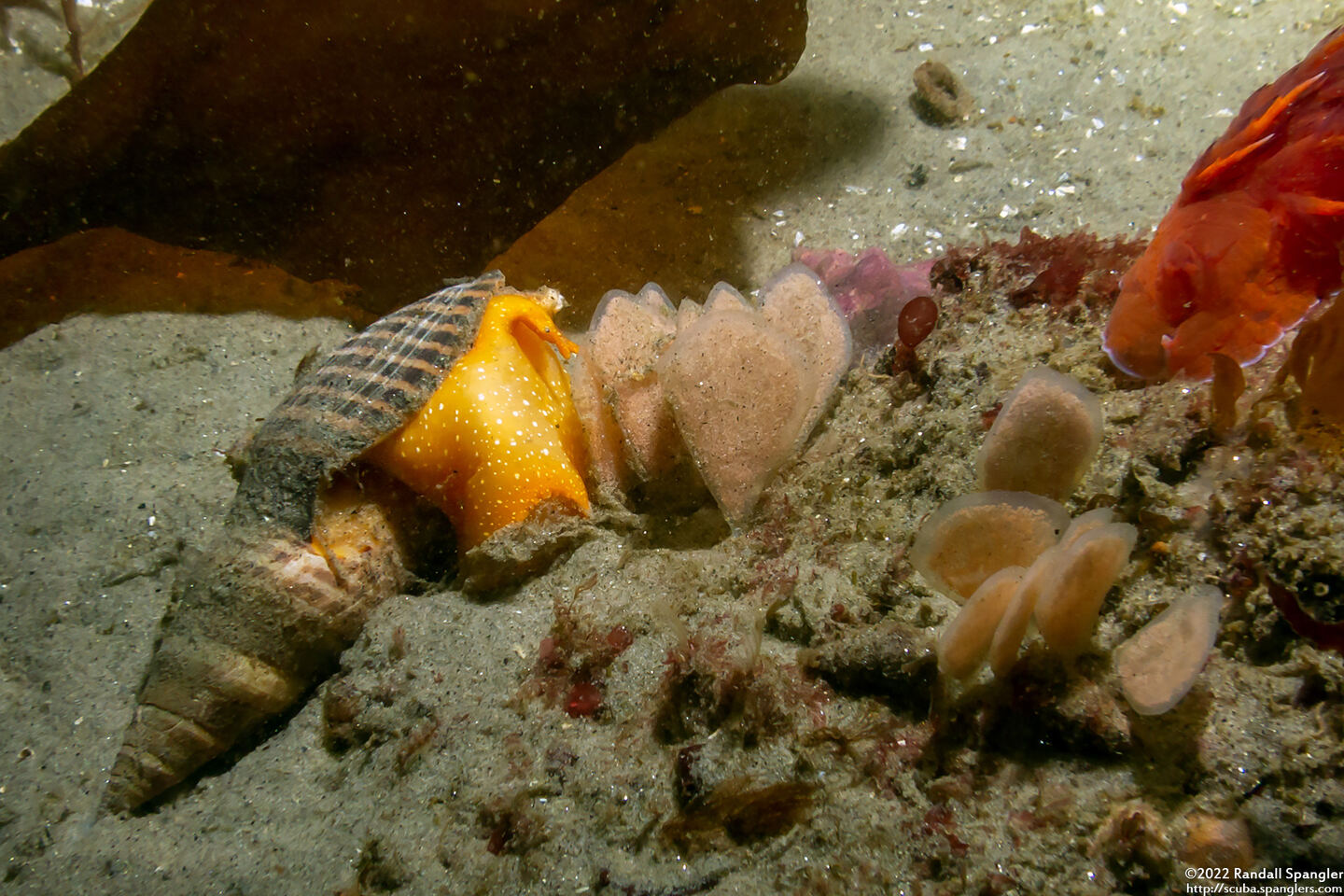 Megasurcula stearnsiana (Stearns' Turrid)