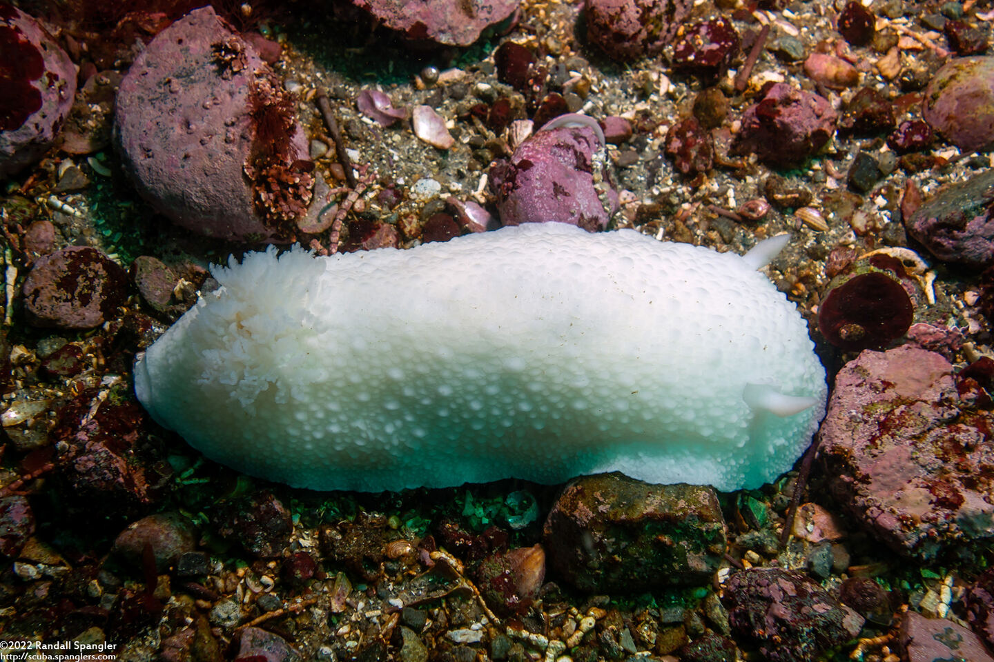Doris odhneri (White Knight Dorid)