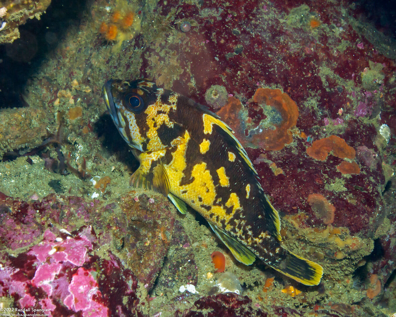 Sebastes chrysomelas (Black-and-Yellow Rockfish)