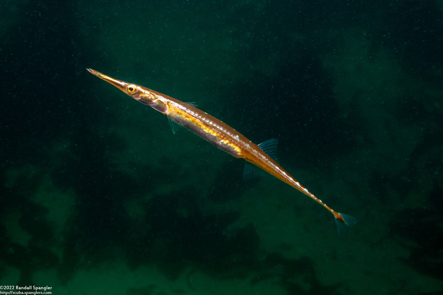 Aulorhynchus flavidus (Tubesnout)