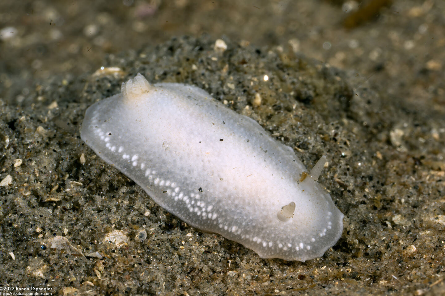Conualevia alba (White Smooth-Horn Dorid)