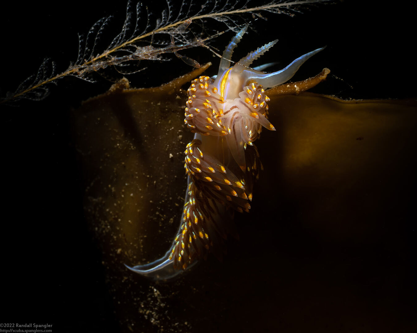 Hermissenda opalescens (Opalescent Nudibranch)