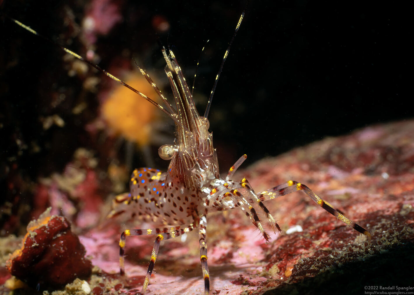 Pandalus danae (Dock Shrimp)