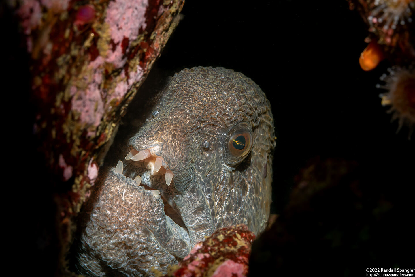 Anarrhichthys ocellatus (Wolf-Eel)