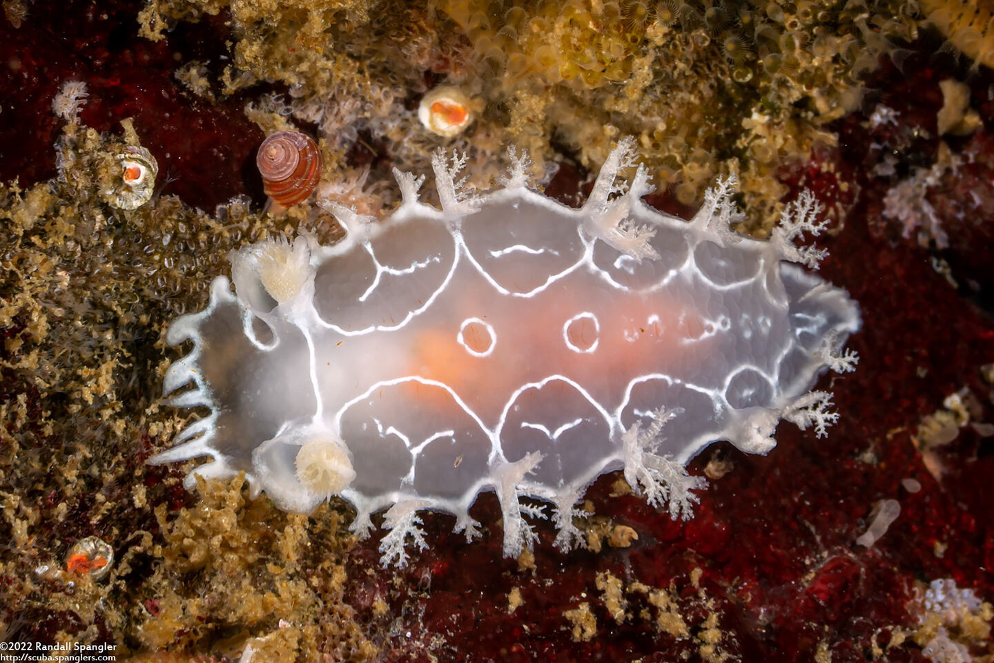 Tritonia festiva (Diamondback Tritonia)