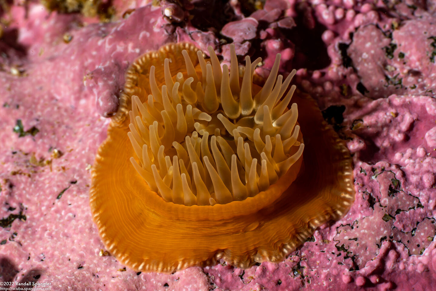 Epiactis prolifera (Proliferating Anemone)