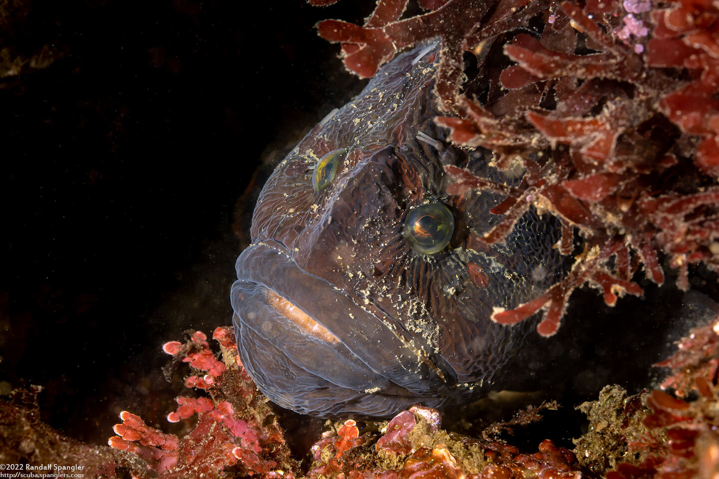 Cebidichthys violaceus (Monkeyface Prickleback)