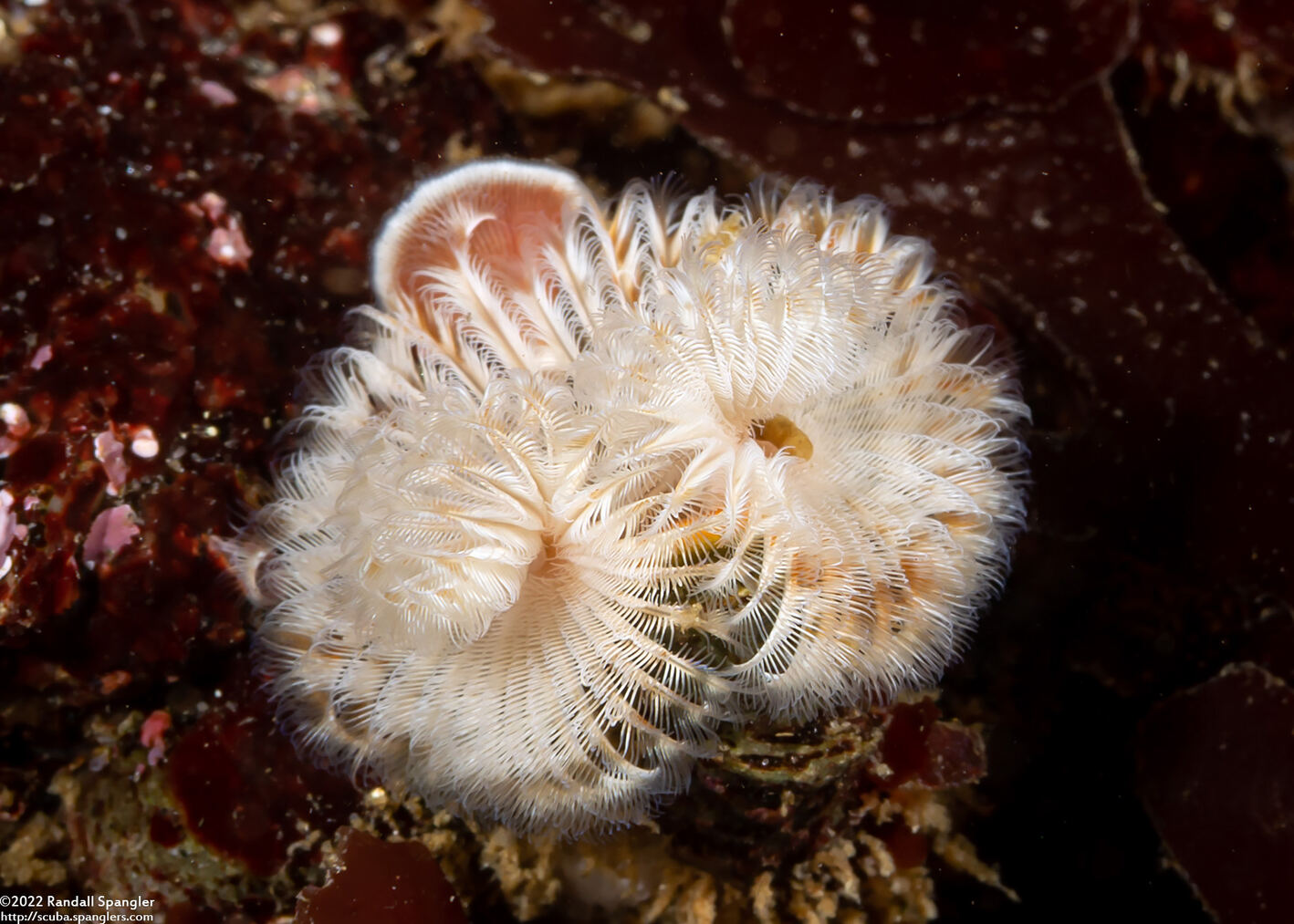 Serpula columbiana (Serpulid Worm)