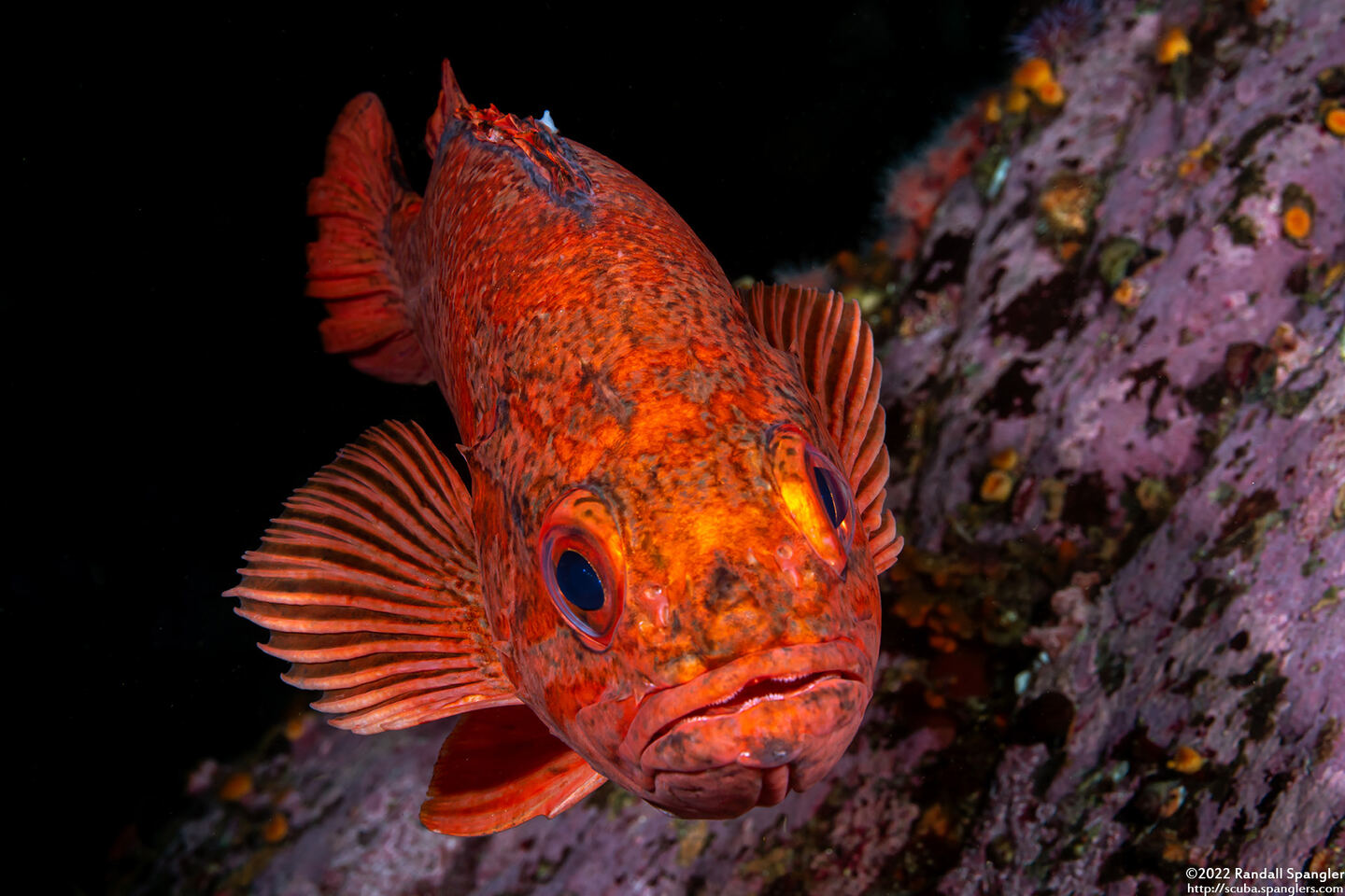 Sebastes miniatus (Vermilion Rockfish)