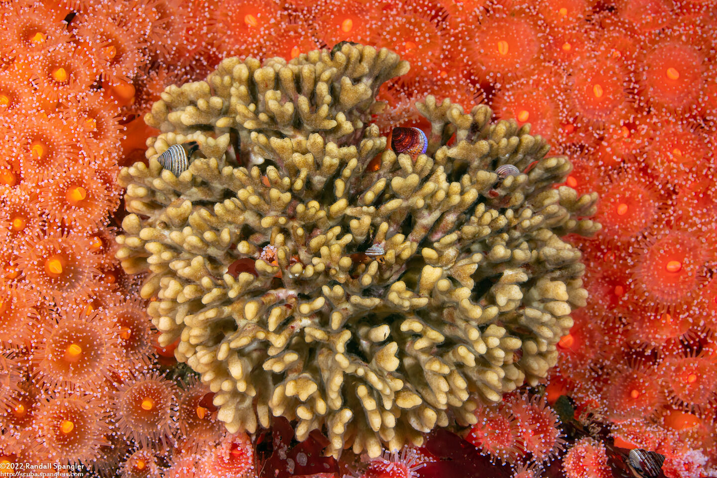 Heteropora pacifica (Northern Staghorn Bryozoan)