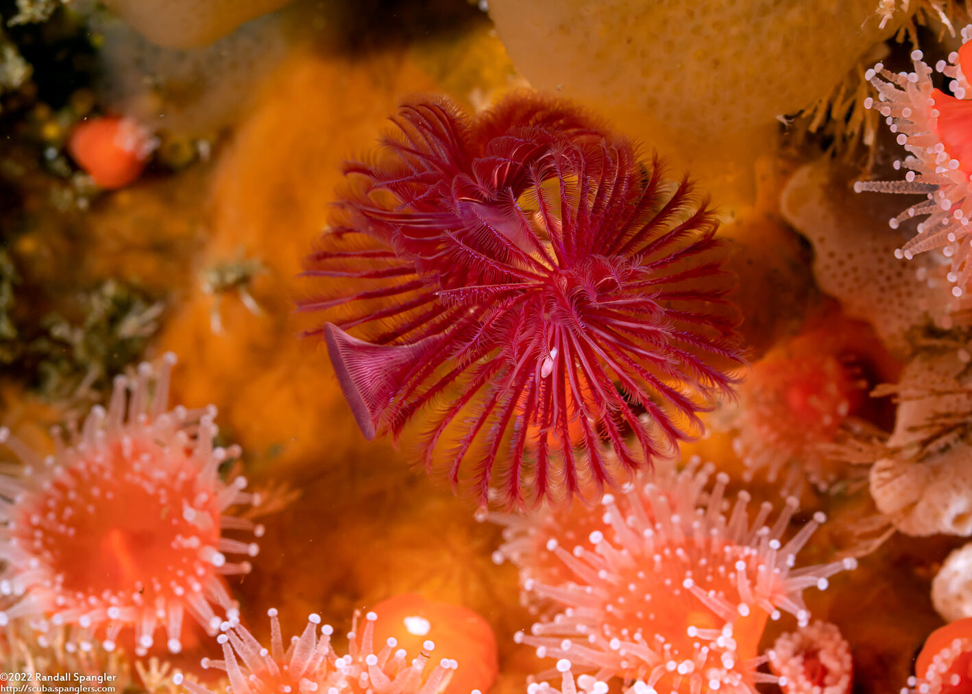 Serpula columbiana (Serpulid Worm)