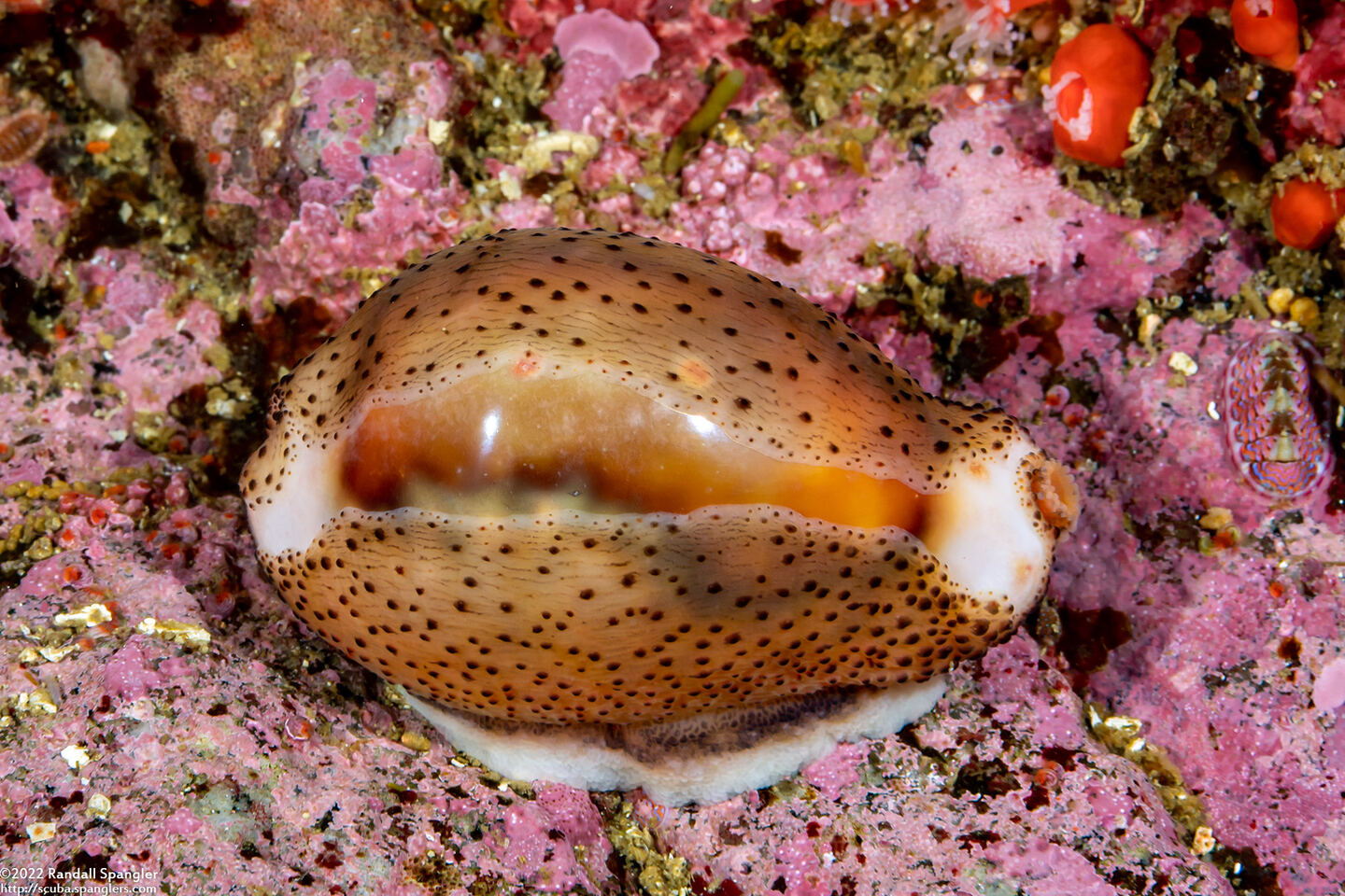 Neobernaya spadicea (Chestnut Cowry)