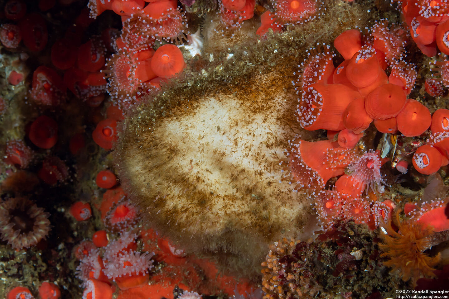 Leucandra heathi (Spiny Vase Sponge)