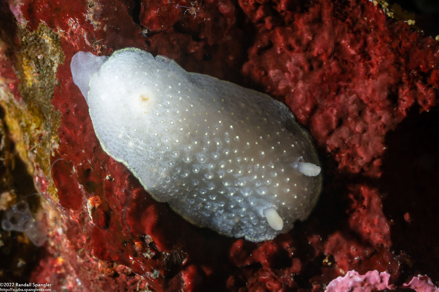 Cadlina luteomarginata (Yellow Margin Cadlina)