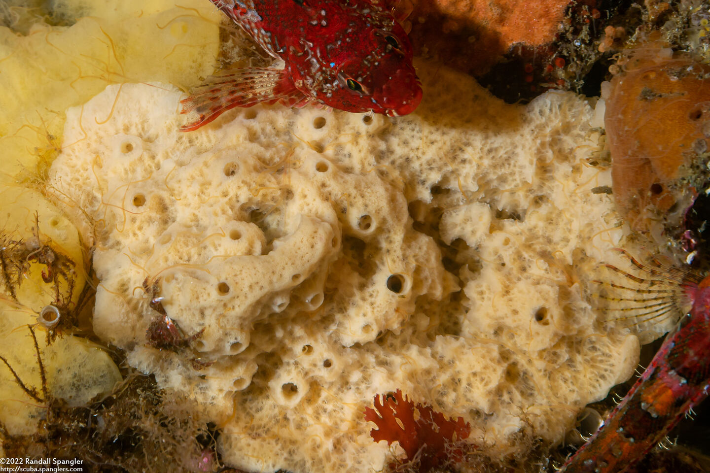 Haliclona edaphus (Haliclona edaphus)