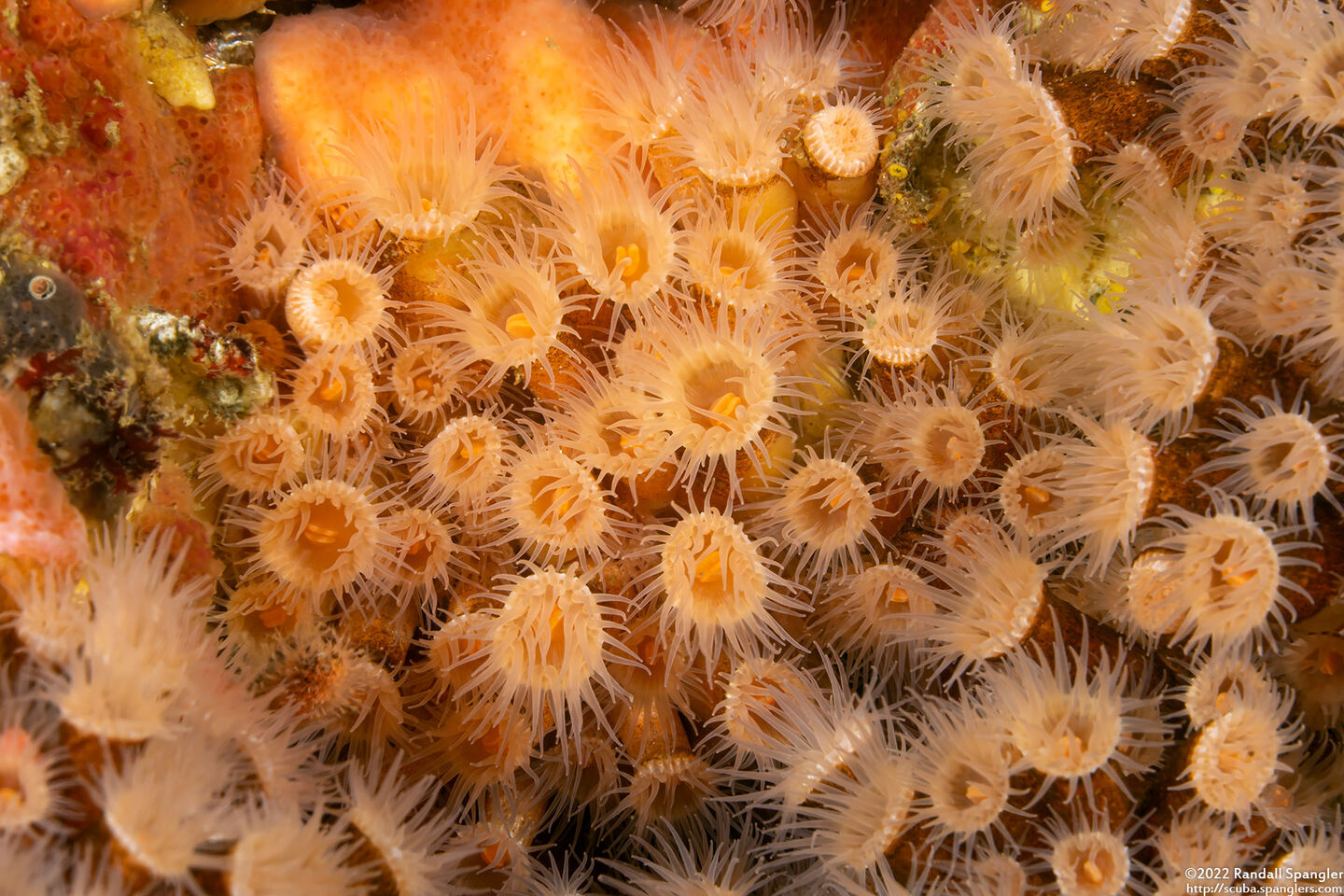 Epizoanthus scotinus (Yellow Zoanthid)