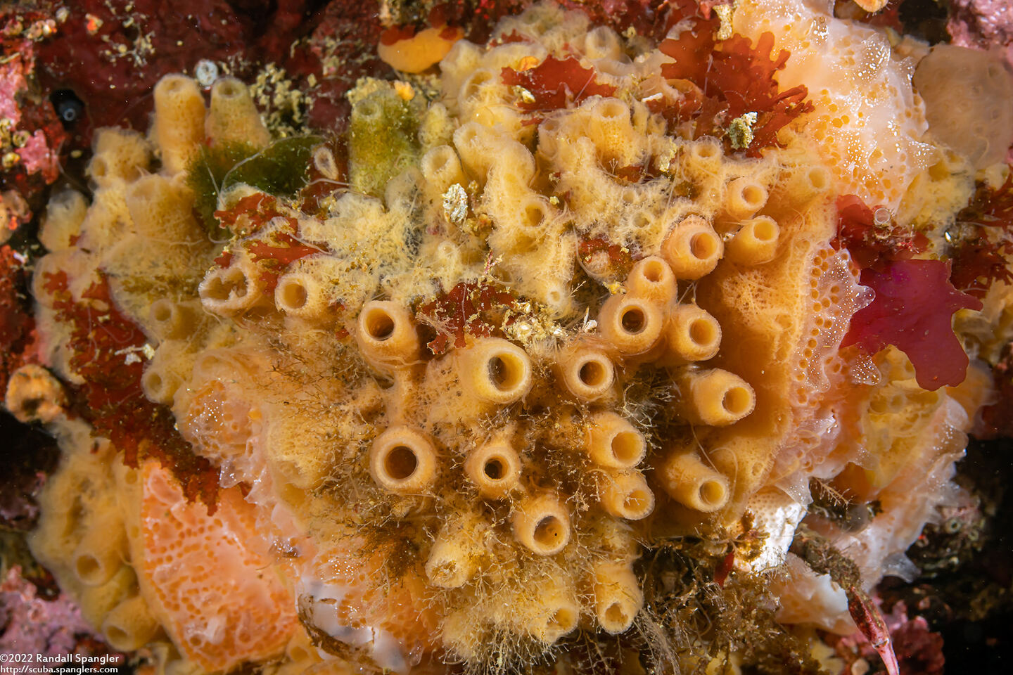 Halichondria sp.3 (Halichondria sp.3)